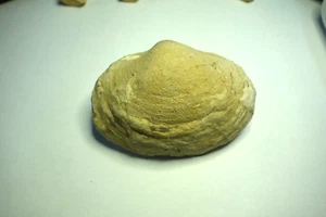 Fossil Bivalve 8 x 6 X 4 CM Good Condition - Picture 1 of 3