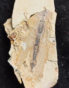 Ein Paar exquisite Insektenfossilien aus der Jura Daohugou Zeit ??? - Bild 1 von 3