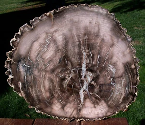 SiS: GIGANTIC 15"+ Ultra-Rare BURMESE Petrified Wood Round from MYANMAR - Picture 1 of 3