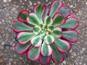 Sukkulenten Aeonium  Chanel  mit Triebe (1+2) - Bild 1 von 9