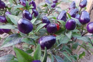 Filius Blue - Feuriger Zierpfeffer - Bild 1 von 3