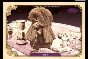 2024 Topps Allen & Ginter Best in Show #SOS-13 Siba Westminster Kennel Club - Picture 1 of 2