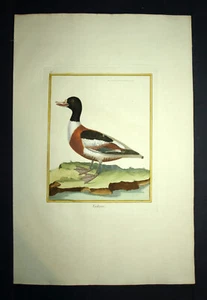 gravure ornithologie Oiseaux de Martinet 1770 LE CANARD TADORNE TADORNA - Picture 1 of 2