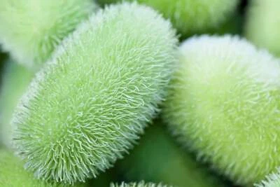SEEDVILLE USA 10 WOOLY BEAR GOURD Cucumis Dipsaceus Fuzzy Green Ornamental Seeds