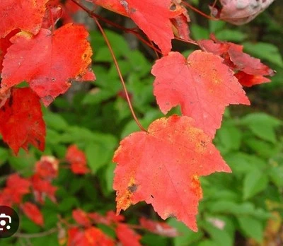 5+ Eastern Red Maple Tree Seeds (Acer Rubrum) FL-Grown. Fall Colors. High Qual. - Image 1 of 4