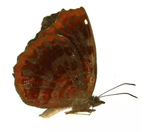 LEPIDOPTERA, NYMPHALIDAE, BIBLIDINAE, ARIADNE ENOTREA from TOGO - Picture 1 of 1