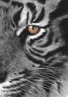 oryginalny obraz А4 65BS grafika realizm oOil suchy pędzel tygrys podpisany 2024