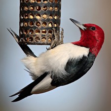 Red-headed Woodpecker (Melanerpes erythrocephalus). Bird Art. 11x14 Print