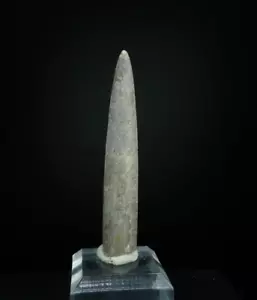 Belemnitella Cylindroteuthis / Mikhailov, Russia / raro minerale fossile giurassico - Foto 1 di 3
