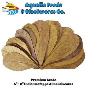 1000 leaves, 5"-8" Indian Catappa Almond Leaves, Tannin Rich, Premium Grade - Picture 1 of 8