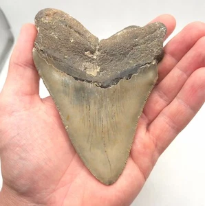 12,6 cm Kantenlänge. Megalodon Haizahn Fossil USA Hai - Bild 1 von 6