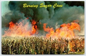 Postcard Florida Lake Okeechobee Burning Sugar Cane Before Harvest Fire - Picture 1 of 2