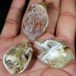 cabochon naturel FOSSILE ESCARGOT DRUZY pierres précieuses en vrac 308,60 carats. (lot de 3 pièces) - Photo 1/6