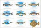 10 Soviet Lithuania Pocket 1988 Calendar Trade Cards, Fishes