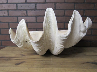 GIANT 24.5" by 15" Genuine Ocean Giant Clam Shell Tridacna Gigas 56# Superb! - Image 1 of 4