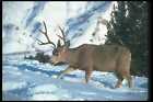 104029 Mule Deer In Deep Snow A4 Photo Print