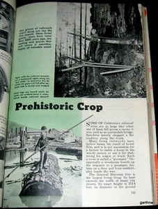 LOGGERS & THE CALIFORNIA REDWOODS 1949 PICTORIAL LOGGING GIANT TREES - Picture 1 of 2