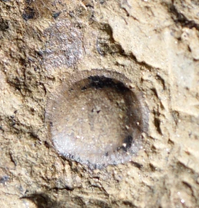 Very rare big Extremely Cooksonella Junggaria oldest silurian land plant - Picture 1 of 16