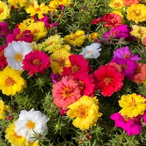10000+ Double Moss Rose Seeds for Planting - Portulaca Grandiflora Seeds Tropica - Picture 1 of 12