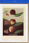 PEACHES by George Brookshaw- 1937 Color Botanical Print