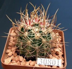 Echinocereus lindsayi /30801/ D30 mm, raíz propia - Imagen 1 de 2
