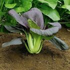 500 Graines Chou Chinois Rouge Brassica Campestris Pak-choï Red Cabbage seeds