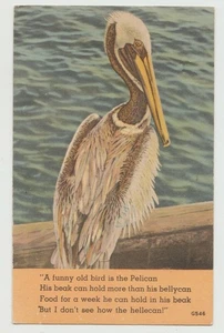 Florida, pellicano, versi - Foto 1 di 2