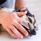 Haustier Finger Zahnbürste verschiedene Farben Hund Zahnreinigung Bürste für den Heimgebrauch