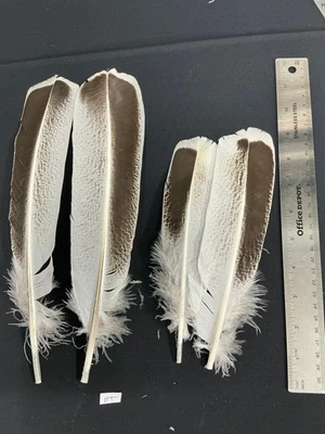 Plumas de pavo de hierba dulce con punta de canela plateada Foto 1 de 4