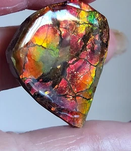 Ammolite  Ammonite Coated Stone 34.6x29x5mm 19211 - Bild 1 von 5