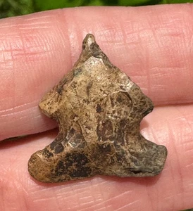 GRANDE PERFORATORE DI SABBIA BOLEN SMUSSATO FLORIDA ARTEFATTO PUNTA DI FRECCIA RELIQUIA AUTENTICA - Foto 1 di 3