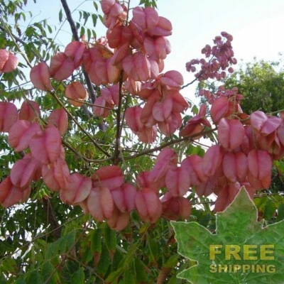 CHINESE FLAMETREE Koelreuteria Bipinnata - 10 SEEDS. FREE S&H - Image 1 of 4