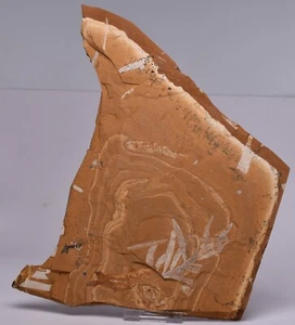 AGATHIS JURASSICA, TALBRAGAR FISH BEDS, NSW F192 - Bild 1 von 5