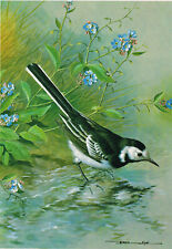 Pied Wagtail Vintage Bird Picture Old Print Basil Ede 1980 BEB#50