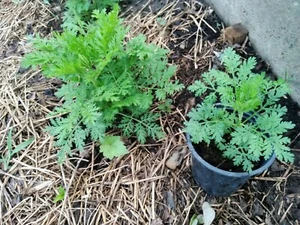 Bulk Artemisia Annua Sweet Annie Mugwort Sagewort Fragrant Tea Herb Seeds - Picture 1 of 11