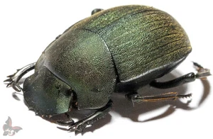 Chalconotus schultzi-FEMALE,RARE ENDEMIT!,East Tanzania,SPECIAL OFFER! UNMOUNTED - Picture 1 of 1