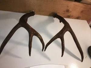 Vintage Wisconsin 8 Point Whitetail Buck Deer Dark Antler Rack. - Picture 1 of 11