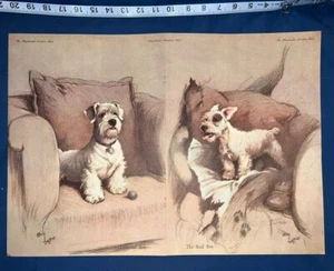 Terrier Photolithographic Prints by Cecil Aldin -1933 - Picture 1 of 8