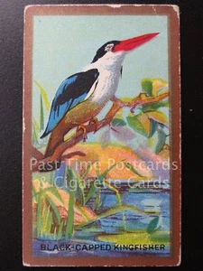 Tarjeta de cigarro única Black Capped Kingfisher No.18 'FOREIGN BIRDS' Cavanders Ltd 1926 - Imagen 1 de 1