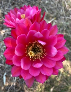 T.CEREUS HYBRID (2) - CACTUS - PIANTA DA GIARDINO - VASO Ø8 - Foto 1 di 4