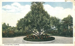 Screw Pine Florida Postcard - Picture 1 of 2