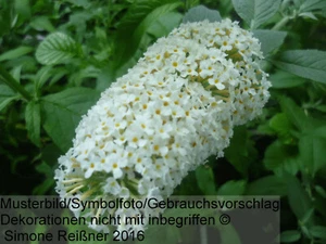 Sommerflieder , Schmetterlingsflieder weiß, 19 cm Topf - Bild 1 von 1