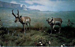 POSTCARD American Antelope Exploring the Colorful Rolling Prairie UNP - Picture 1 of 2