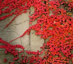 🌺🌺Virginia Creeper Live plant seed Perennial wall Cover Vine red wall ivy 5 - Picture 1 of 4