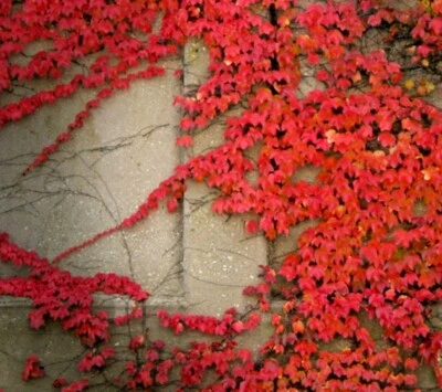 🌺🌺Virginia Creeper Live plant seeds Perennial wall Cover Vine red wall ivy 5pc - Image 1 of 4