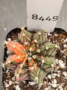 Gymnocalycium Mihanovichii Variegated Cactus Just a POP of Color :) #8449 - Picture 1 of 3