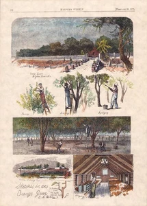 1875 Sketches Florida Orange Grove 11x15 HAND COLORED ENGRAVING PRINT Read P138 - Picture 1 of 2