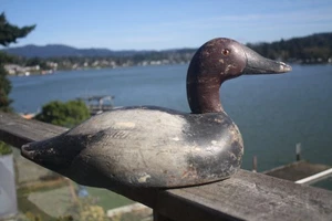 Canvasback Drake, high head decoy by Mason, Detroit, MI, repaint, glass eyes, - Picture 1 of 11