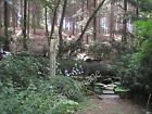 Photo 12x8 The Dell at Chart's Edge French Street A garden worth a visit. c2010
