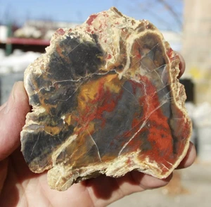 Henry Mountain versteinertes Holz • 10,1 Unzen - Bild 1 von 5